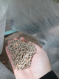 Brown Lentils
